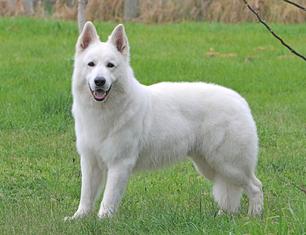 A Litter - Eftya White Swiss Shepherd Dogs